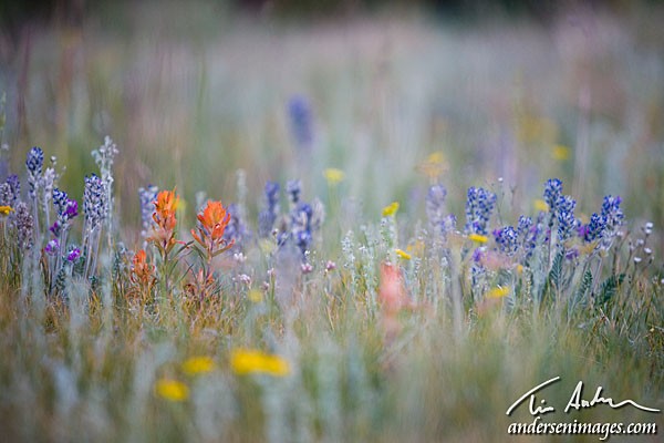 Featured Photo: Colorado Wildflowers