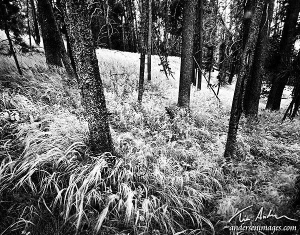Featured Photo: Forest Groundcover