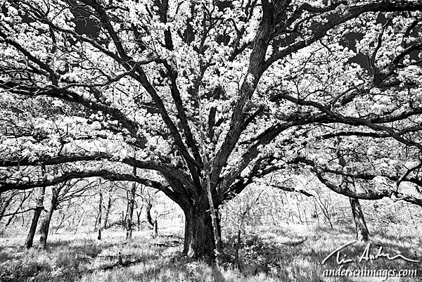 Featured Photo: Konza Prairie Tree